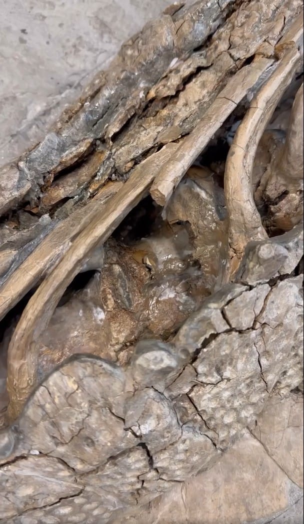 fossilien restauration methode