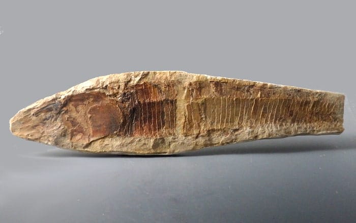 Kontakt-Ausschluss-Brasilien