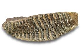 Kontakt-Ausschluss-Mammut